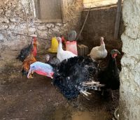 WhatsApp_Image_2023-10-16_at_232318